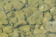 Landesgartenschau